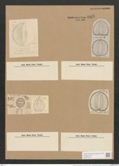 Campylodiscus crebrecostatus Grev. (de-Toni-Nr.: Genus 57, Species 2449) Zeichnungen Sammlung Grunow Nr. 4925 (NHMW-BOT-W0373135)
